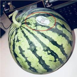 吃瓜列表网红,揭秘网红圈那些吃瓜背后的故事 第1张 吃瓜列表网红,揭秘网红圈那些吃瓜背后的故事 第1张